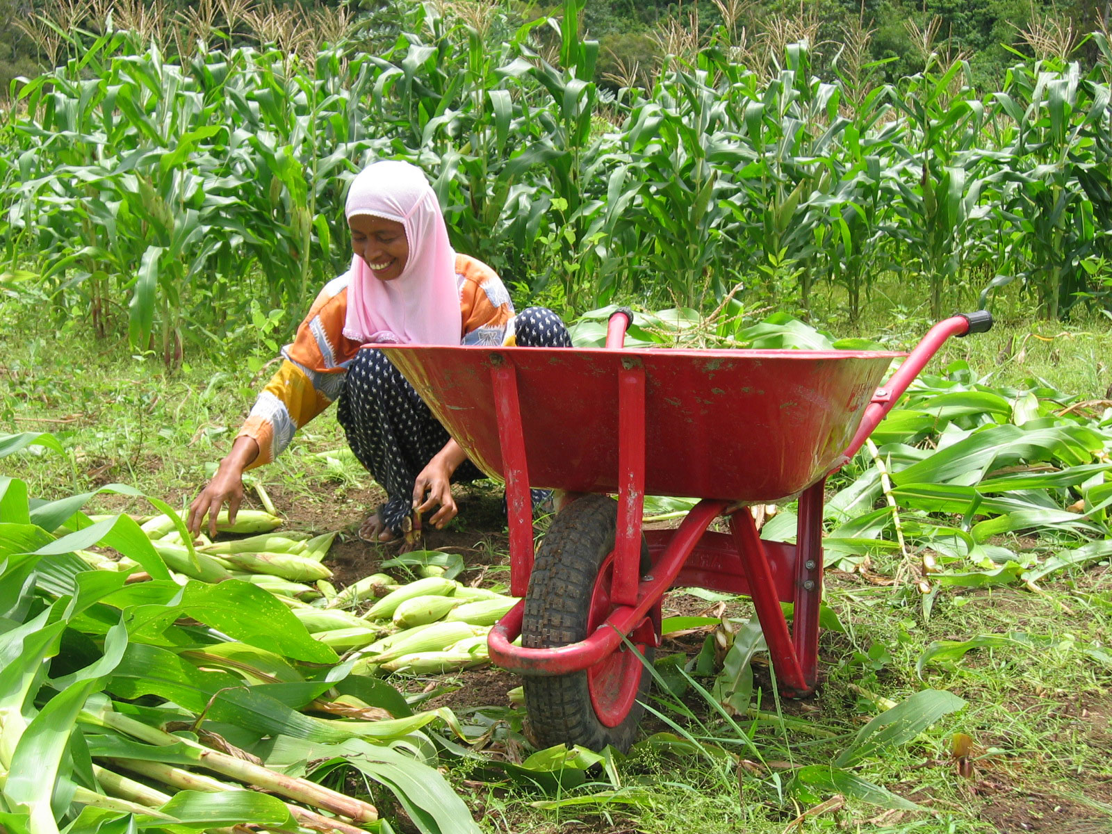 Crop_harvest_in_Indonesia