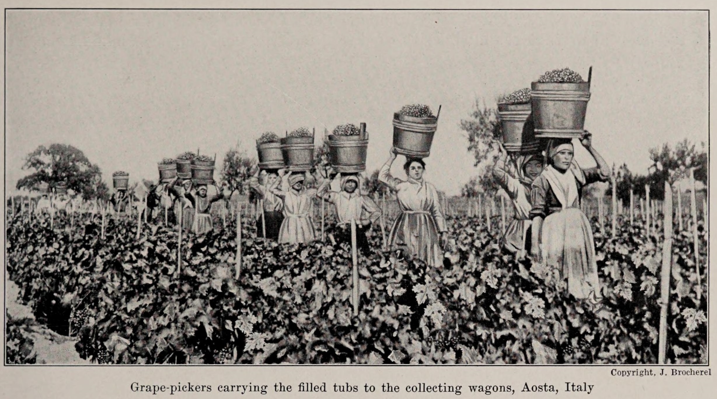 Grape-pickers,_photo_from_The_Encyclopedia_of_Food_by_Artemas_Ward